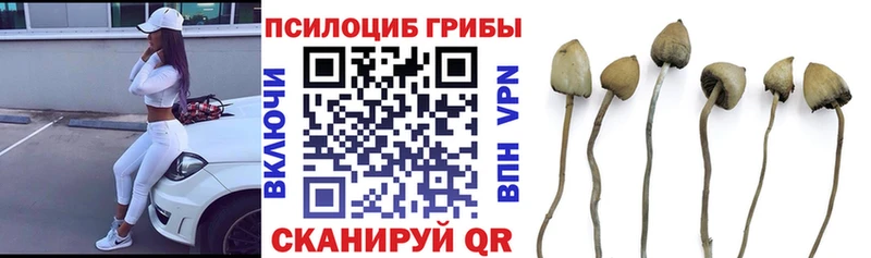 Псилоцибиновые грибы Psilocybine cubensis Пугачёв
